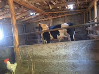 公牛, Simmental cattle — 照片 2