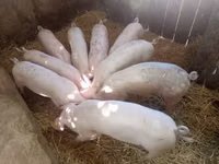 خنزيرة — الصورة 1