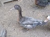 Ducks — फ़ोटो 6