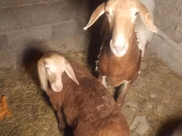 Schaf, Arashan sheep — Kirgisistan