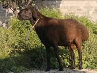 كبش, Hissar sheep — الصورة 3