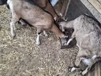 Ziegenbock, Ziegen — Foto 5