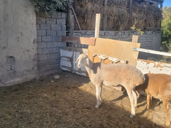 Schafe (Partie, Geschlecht nicht angegeben), Arashan sheep — Usbekistan