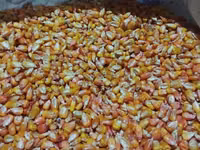 🌽Семена Гибрид Кукуруз "Октябрь 70 ТВ" Обладает высоким потенциалом — 4-rasm