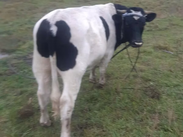 Toro, Russian Black pied cattle