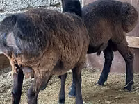 Qoʻchqor, Rhon sheep — 4-rasm