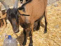تيس, Alpine goat — الصورة 2