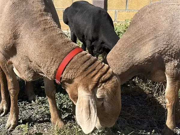 Ram, Arashan sheep