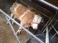 公牛, Simmental cattle — 照片 2