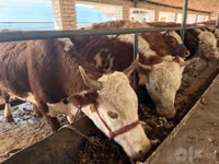Kuh, Simmental cattle — Foto 5