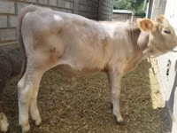 Бык, Швицкая порода — фото 5