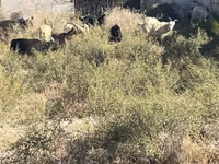 Cabra, Cabras — foto 3