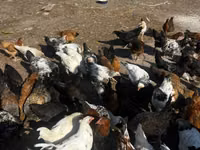 Chickens — الصورة 1