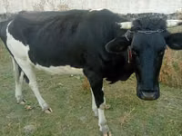 Vaca, Ganado vacuno — foto 5