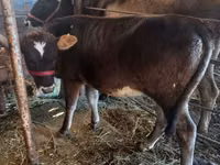 Vaca, Russian Black pied cattle — foto 2