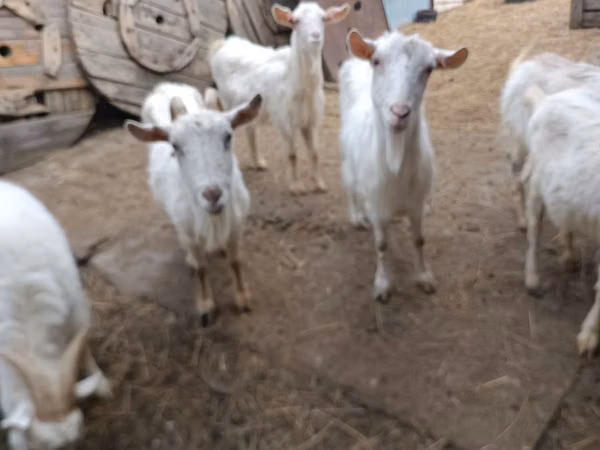 Ziege, Saanen goat — Kasachstan