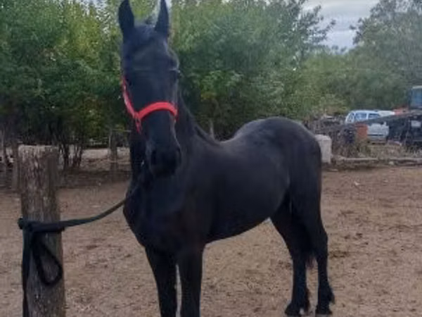 Stute, Friesian