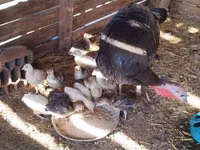 Turkeys — Foto 3