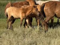 Caballo, Kazakh horse — foto 4