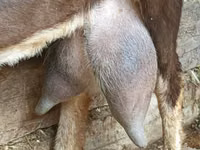 Ziege, Nubian Goat — Foto 1