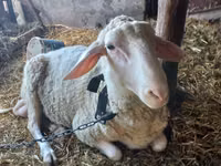 公羊, Awassi sheep — 照片 1