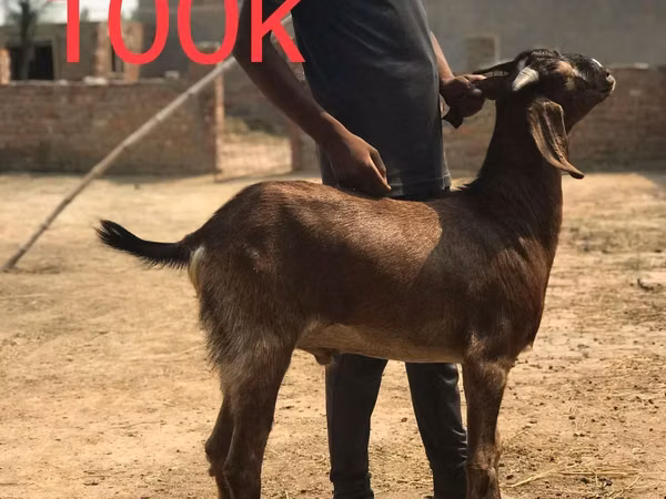 Ziegen (Partie, Geschlecht nicht angegeben), Najdi goat