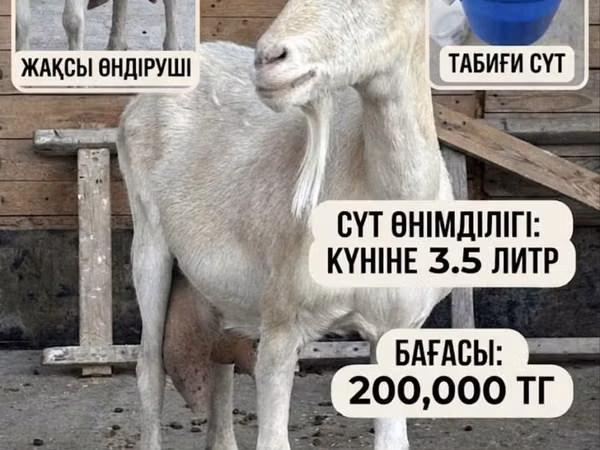 母山羊, Saanen goat — 哈萨克斯坦