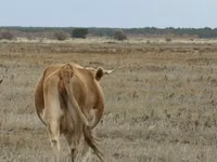 Сиыр, Latvian Blue cattle — 5-сурет