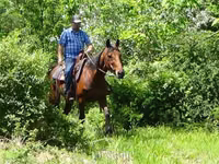 Hengst, Standardbred — Foto 8