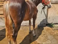 Mare, Horses — photo 2