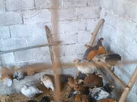 Chickens — Foto 4
