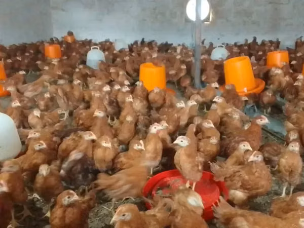 Chickens