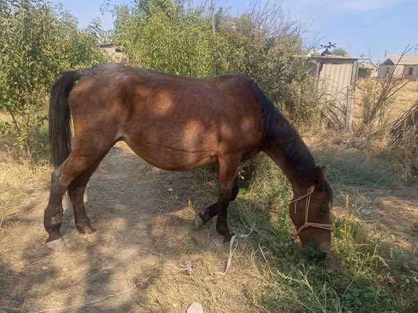 Stute, Pferde — Kasachstan