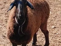 Qoʻy, Hissar sheep — 2-rasm