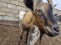 Echki, Saanen goat — 4-rasm