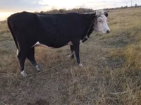 गाय, Simmental cattle — फ़ोटो 2