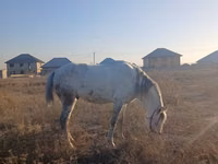 Hengst, Kazakh horse — Foto 5
