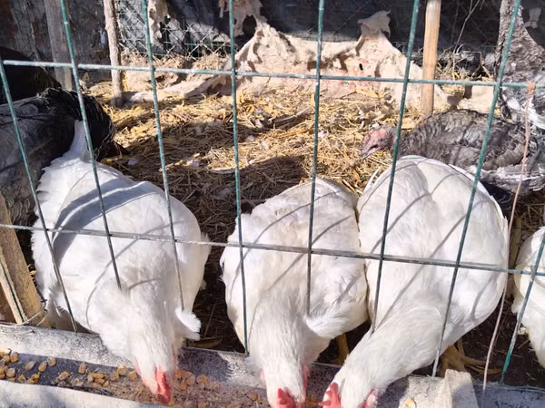 Chickens — Usbekistan