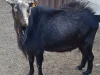 母山羊, Alpine goat — 照片 2