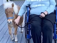 Stute, Miniature horse — Foto 2