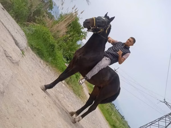 Caballo, Standardbred