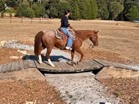 Caballo, Quarter Horse — foto 6