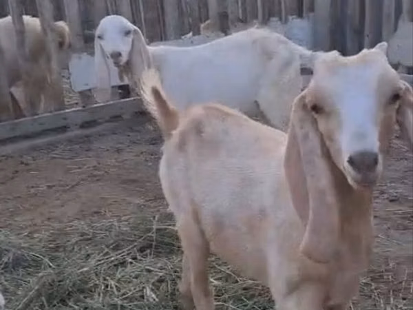 Ziegen (Partie, Geschlecht nicht angegeben), Nubian Goat