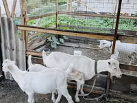 母山羊, Goats — 照片 2