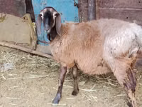 نعجة, Arashan sheep — الصورة 4