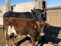 公牛, Cattle — 照片 2