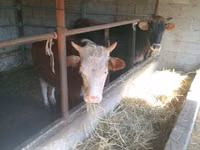 بقرة, Simmental cattle — الصورة 1