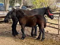 Mare, Horses — photo 5