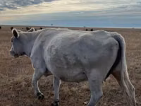 गाय, Latvian Blue cattle — फ़ोटो 1