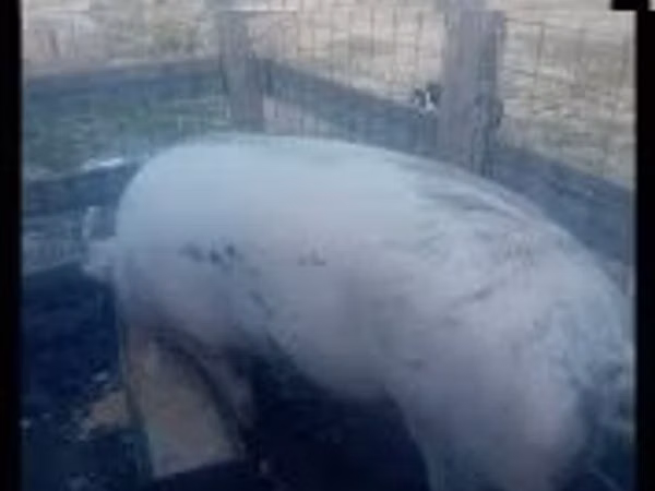 Säue, Schweine